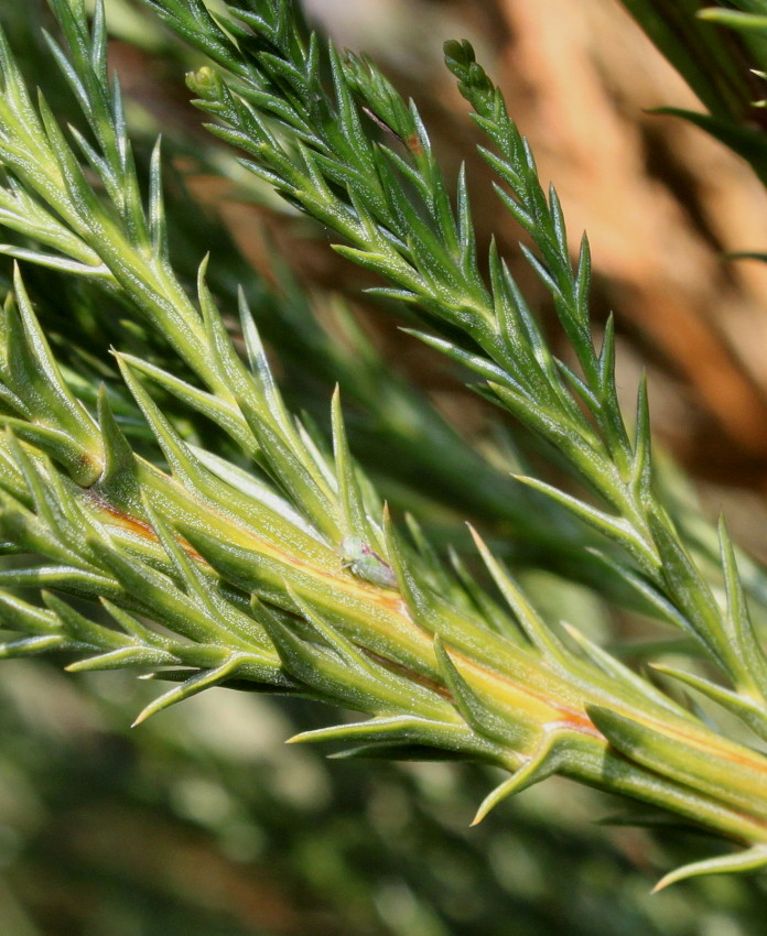 Image of Sequoiadendron giganteum specimen.