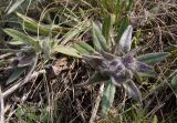 Nonea rossica