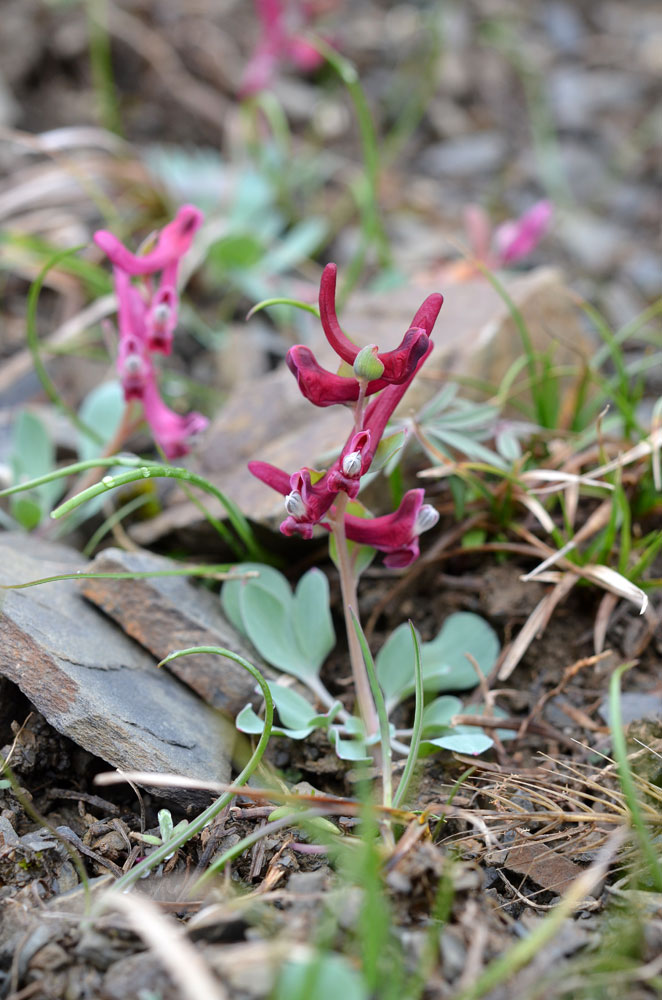 Image of Corydalis ledebouriana specimen.