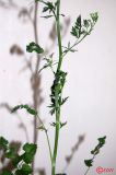 Image of taxon representative. Author is Сергей Наумов