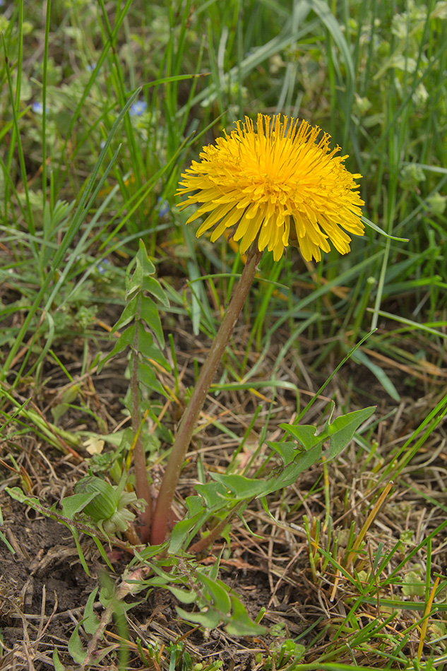 Изображение особи род Taraxacum.