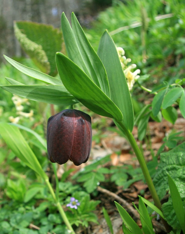 Изображение особи Fritillaria latifolia.