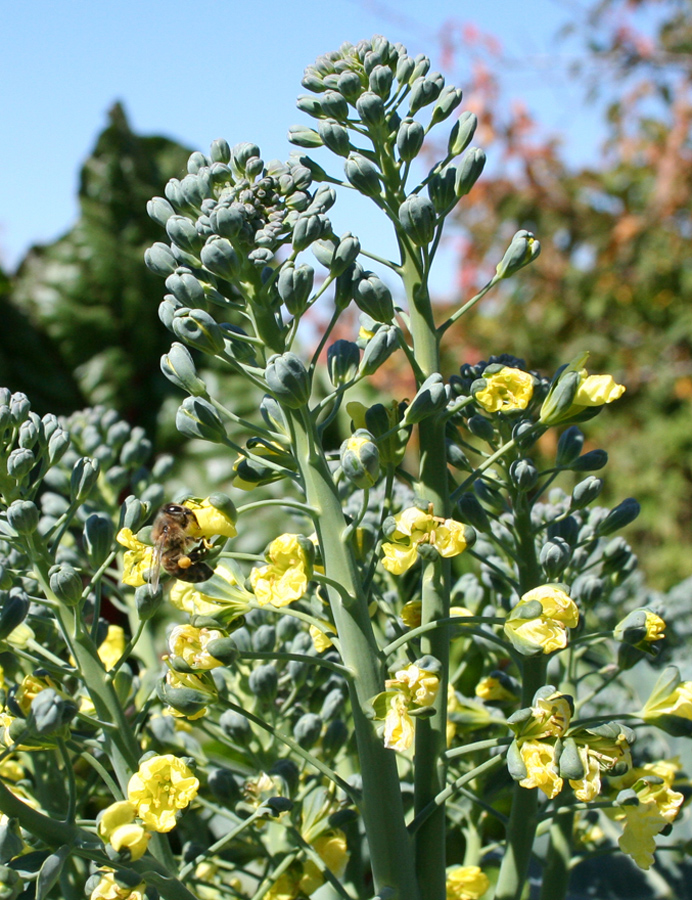 Изображение особи Brassica oleracea var. italica.