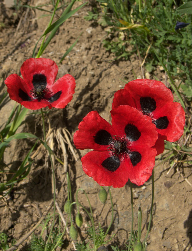 Изображение особи Papaver commutatum.