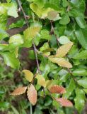 Nothofagus obliqua