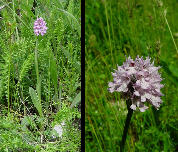 Изображение особи Neotinea tridentata.