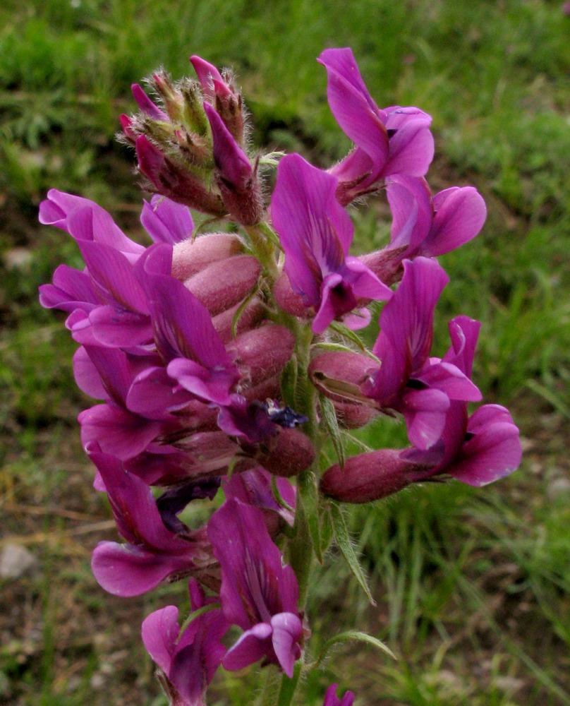 Image of Oxytropis ammophila specimen.