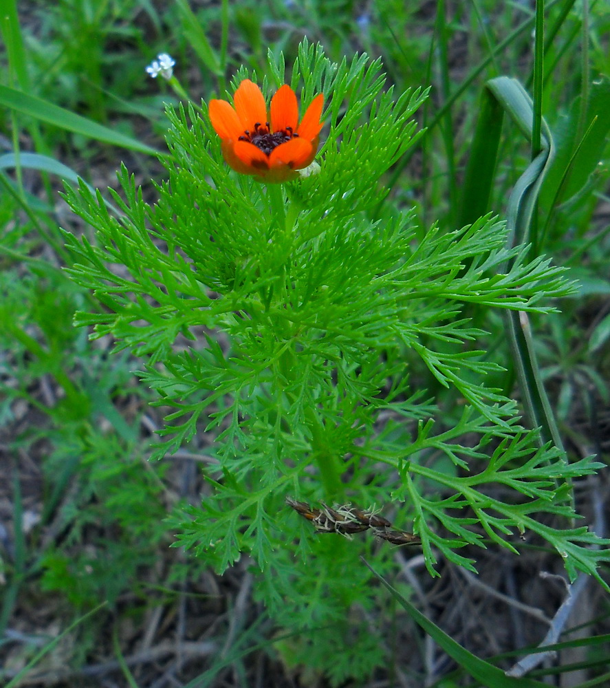 Image of Adonis aestivalis specimen.