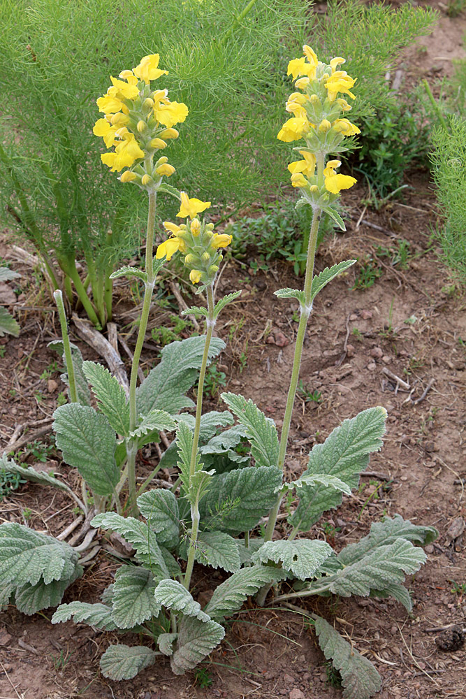 Изображение особи Phlomoides fulgens.