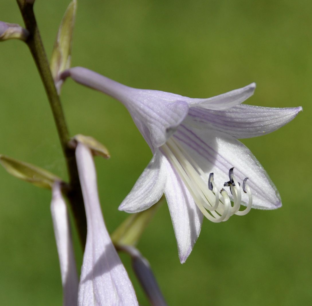 Изображение особи Hosta undulata.