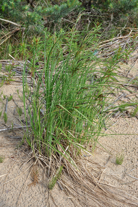 Изображение особи Carex acuta.