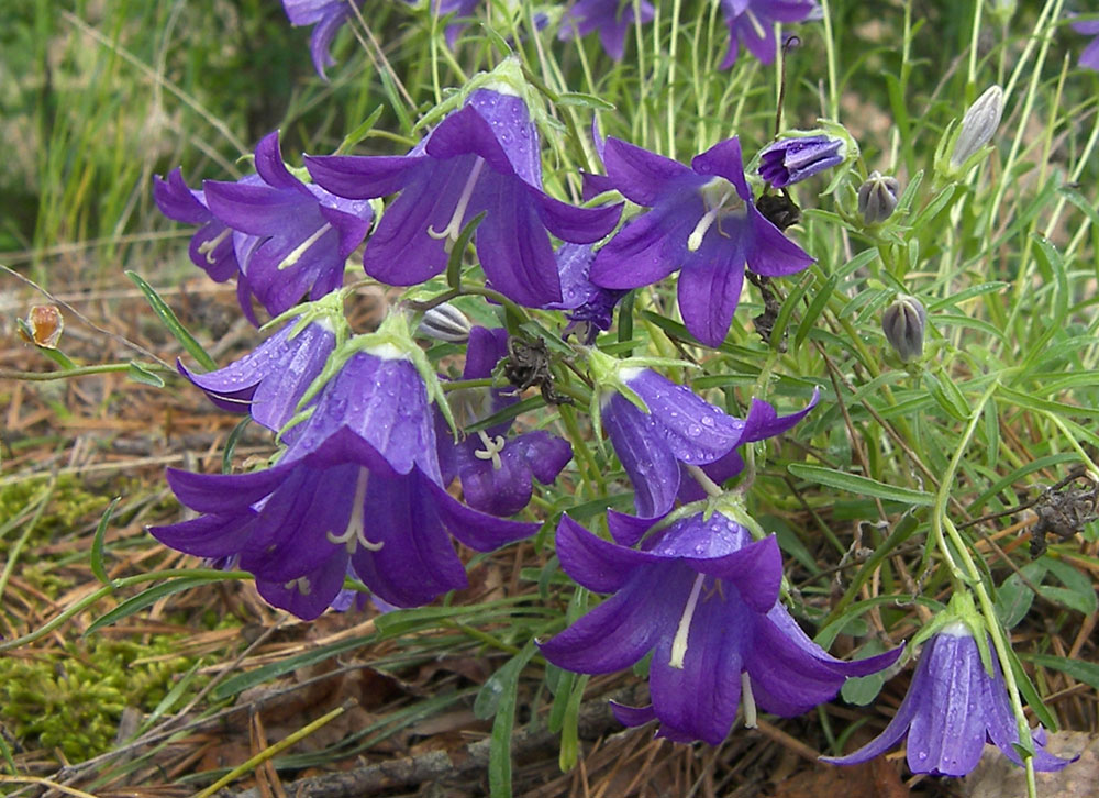 Изображение особи Campanula circassica.