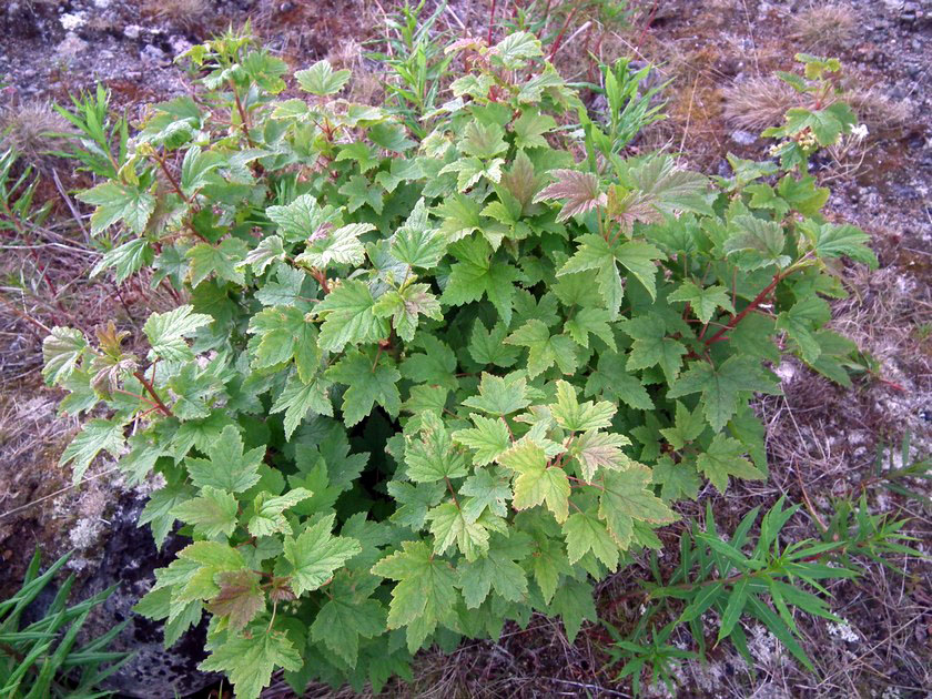 Image of Ribes glabrum specimen.