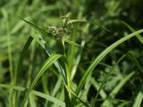 Scirpus sylvaticus. Верхушка растения с распускающимся соцветием. Ленинградская обл., пойма р. Луга у дер. Кемка. 13.06.2009.