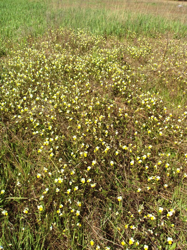 Image of Viola tricolor specimen.