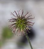 Geum urbanum. Плод. Саратов, Кумысная поляна. 12.07.2014.