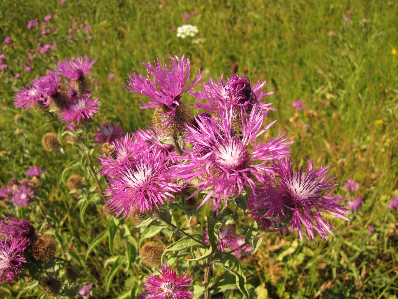 Изображение особи Centaurea trichocephala.