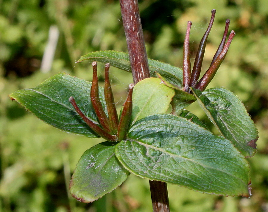 Image of Weigela praecox specimen.