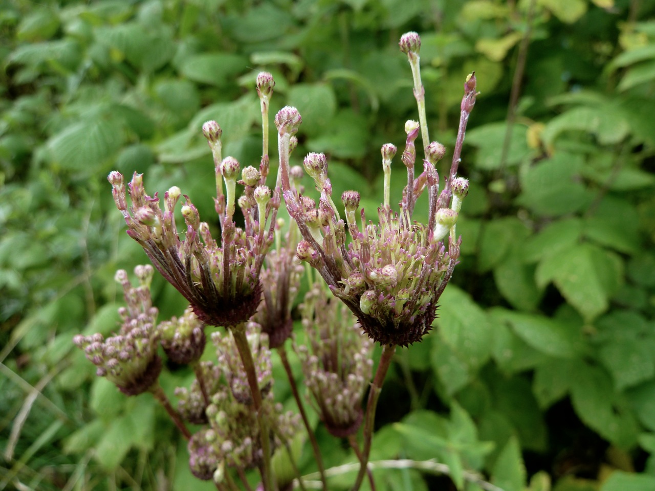 Изображение особи Cirsium setosum.