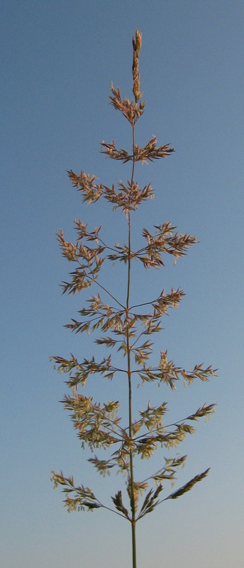 Изображение особи Agrostis gigantea.