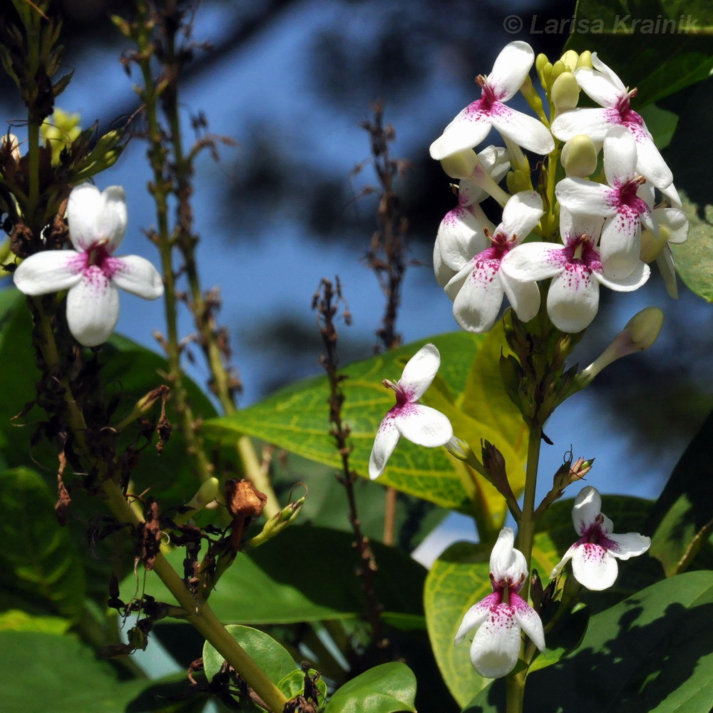 Image of Pseuderanthemum carruthersii specimen.