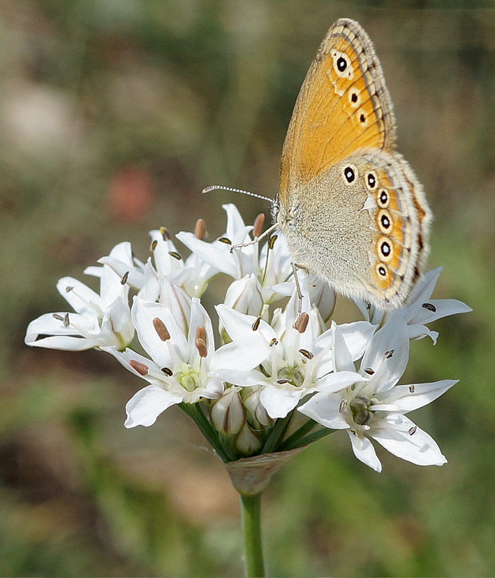 Image of Allium ramosum specimen.