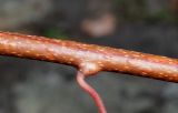Actinidia arguta. Средняя часть побега и основание черешка листа. Германия, г. Дюссельдорф, Ботанический сад университета. 05.09.2014.