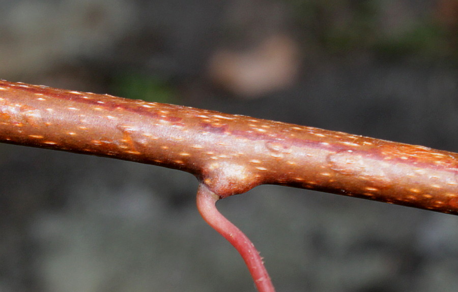 Image of Actinidia arguta specimen.