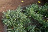 Achillea filipendulina