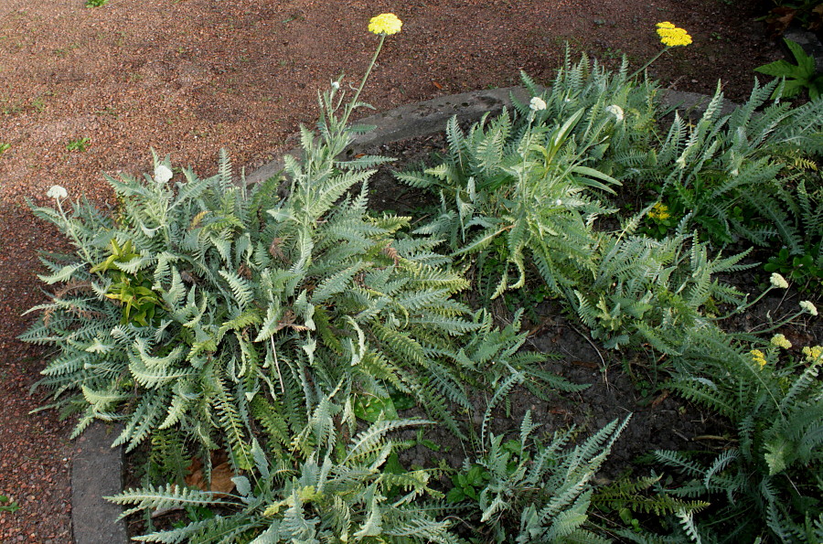 Изображение особи Achillea filipendulina.