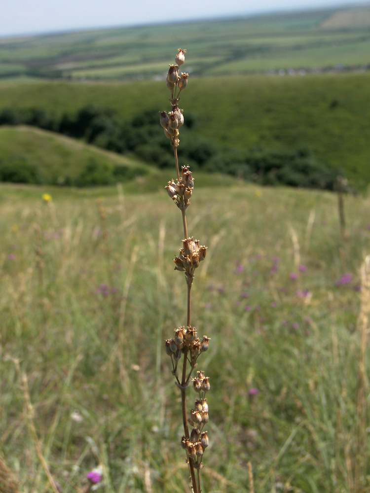 Изображение особи Silene densiflora.