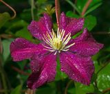 Clematis × jackmanii