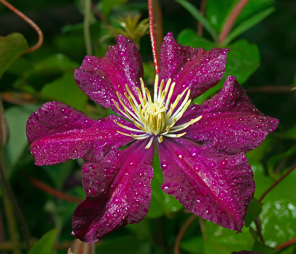 Image of Clematis &times; jackmanii specimen.