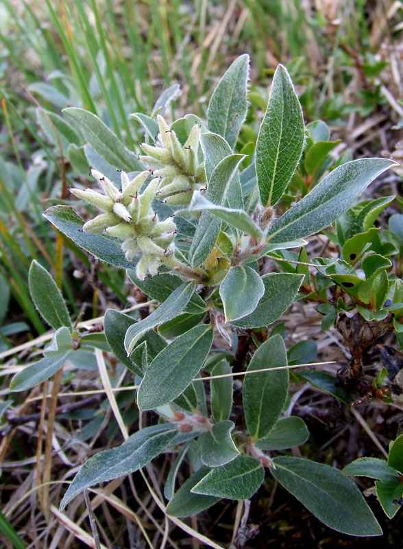 Image of Salix glauca specimen.