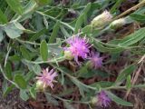 Acroptilon repens. Цветущее растение. Ставропольский кр., Будённовский р-н, с. Покойное. 18.06.2009.