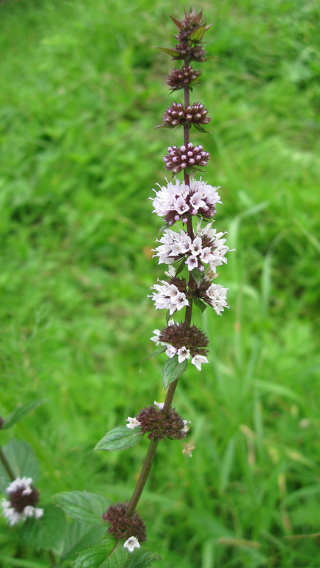 Image of Mentha &times; gracilis specimen.