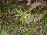 Anemone debilis. Цветущее растение в пойменном лесу. Камчатская область, Елизовский р-н, окр. г. Елизово.