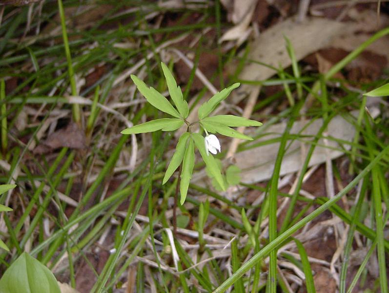 Image of Anemone debilis specimen.