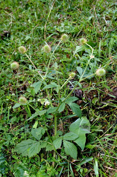 Изображение особи Geum aleppicum.