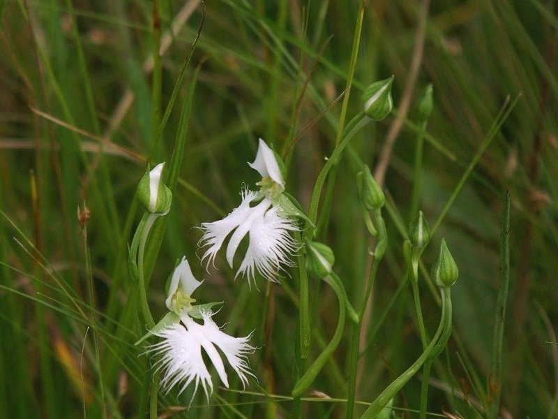 Image of Habenaria radiata specimen.