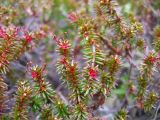 Empetrum nigrum. Побеги с тычиночными цветками.