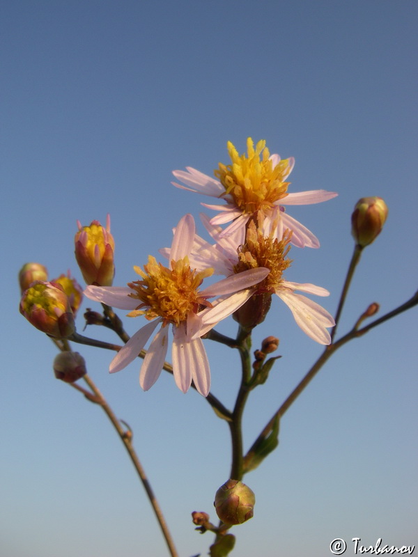 Image of Tripolium pannonicum specimen.