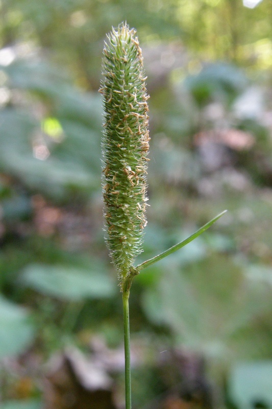 Image of Phleum nodosum specimen.