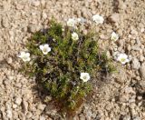 Minuartia arctica