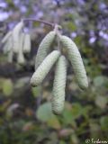 Corylus avellana