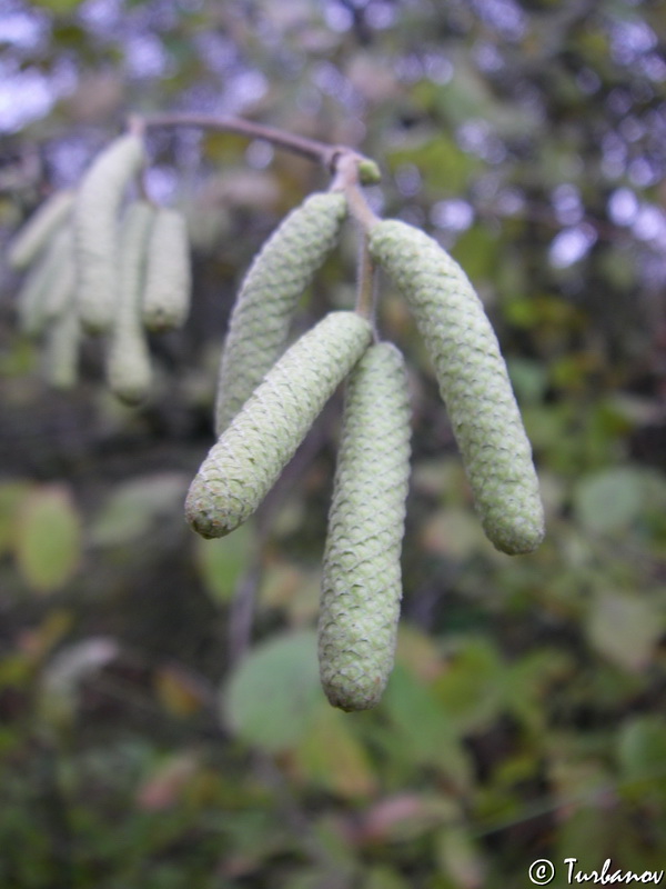 Изображение особи Corylus avellana.