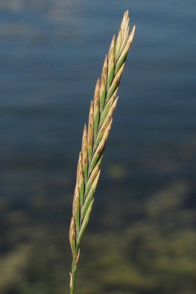 Изображение особи Elytrigia atherica.