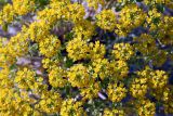 Odontarrhena borzaeana