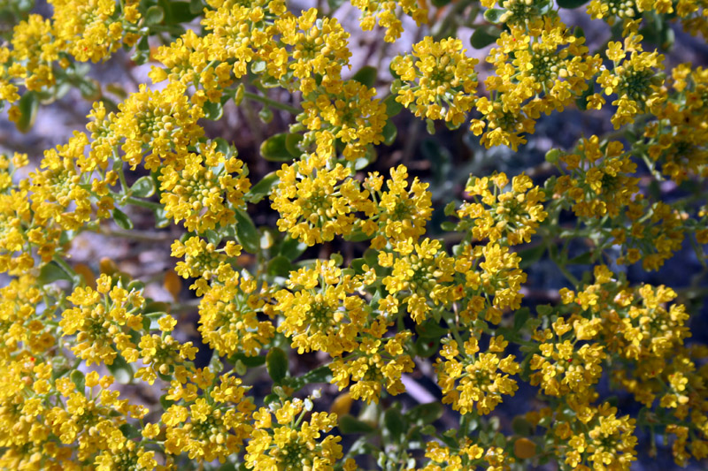 Image of Odontarrhena borzaeana specimen.