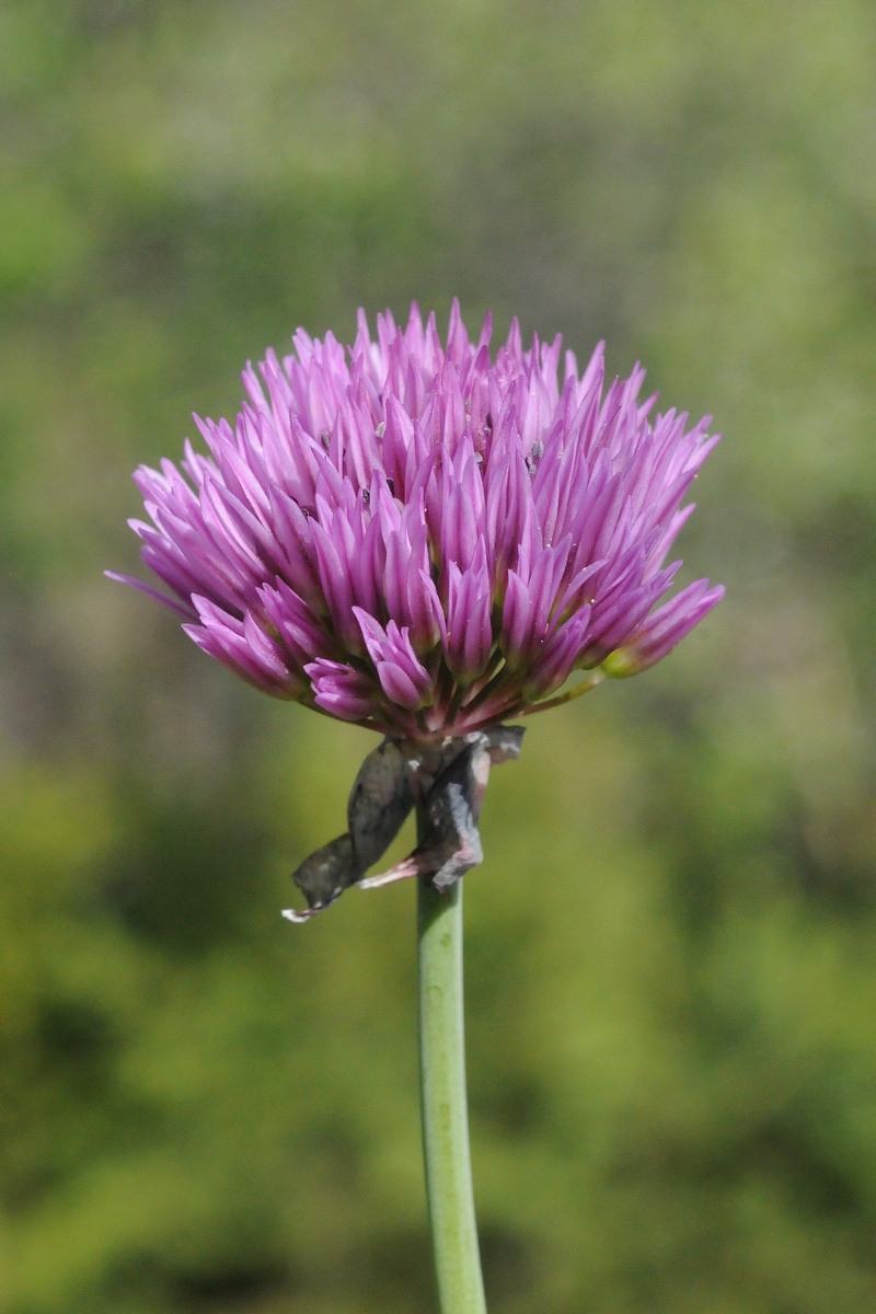 Image of Allium pseudowinklerianum specimen.